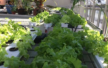 GHS Lettuce Harvest