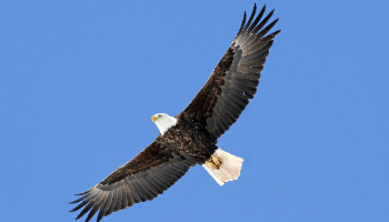 Soaring Eagle