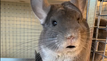 Chinchilla Check-Ins