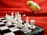 Chess Photo