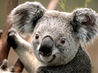 Koala Photograph